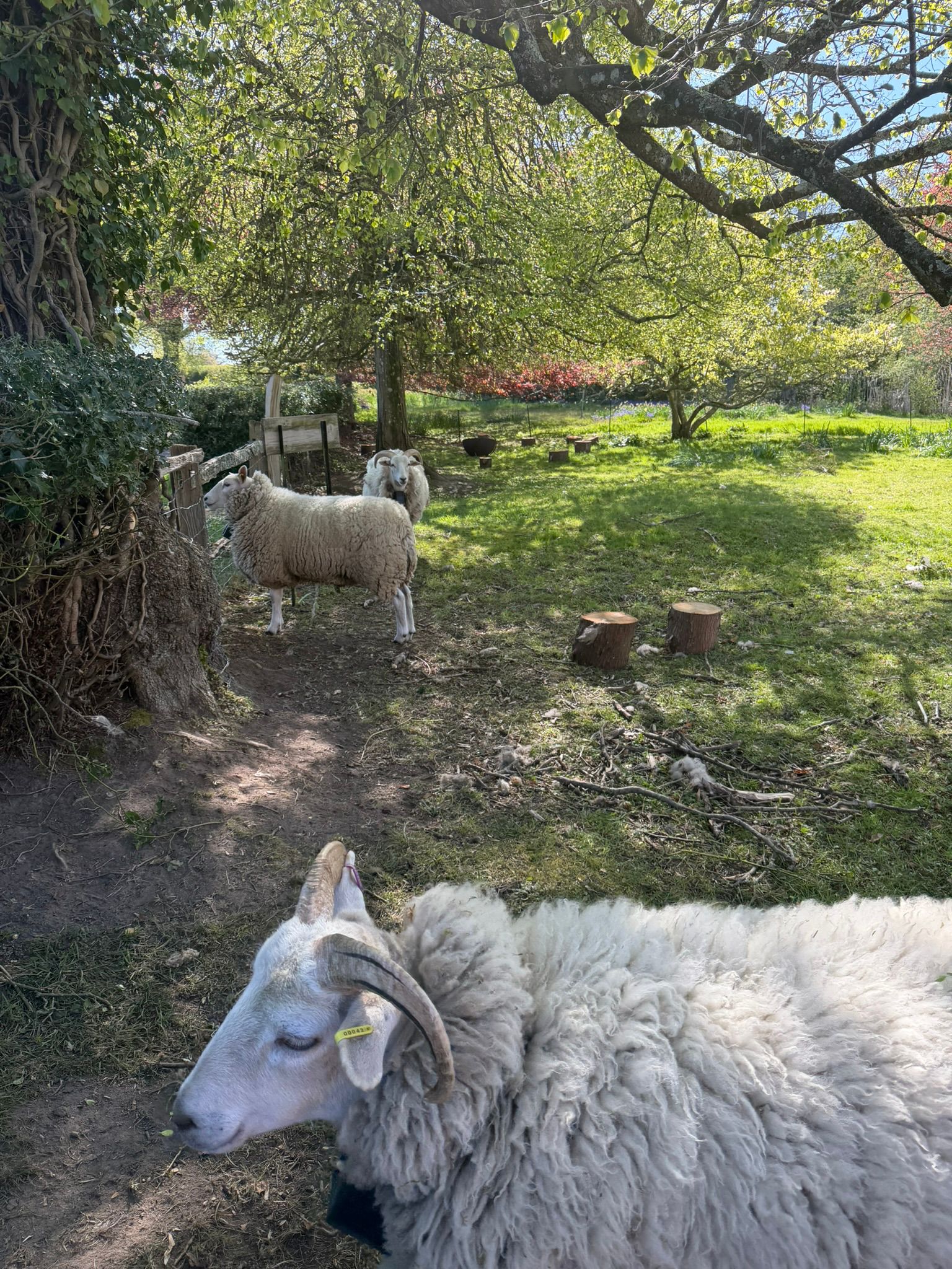 Sheep near the dig site